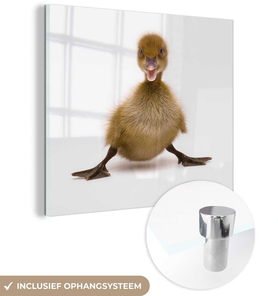 ® Glasschilderij 90x90 cm - Schilderij acrylglas - Baby eend die poseert - Foto op glas - Muurdecoratie woonkamer - Wanddecoratie slaapkamer - Schilderijen