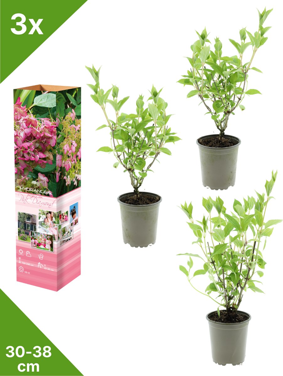 GARDENZO - 3x Hydrangea pan. 'Pink Diamond' (Pluimhortensia) - in P9 Pot
