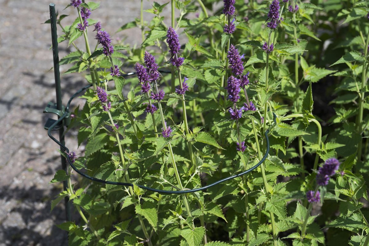Nature - Plant Magic - Steunring Met Schulprand - dia. 22cm