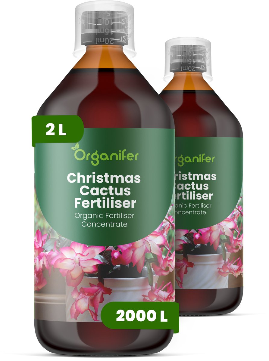 Vloeibare Meststof Voor Kerstcactus 2X1 L Voor 2000 L - Npk 2-1-8 - Knopvorming - Rijke Winterbloei - Sterk Wortelstelsel - Stevige Gesegmenteerde Stengels - Kleu - Vitaliteit - Langdurige Bloei - Gelijkmatige Groei - Organifer