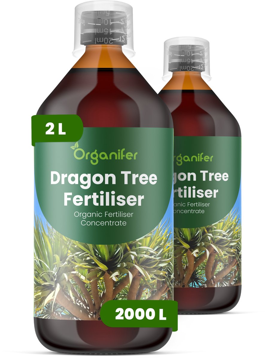Vloeibare Meststof Voor Drakenboom 2X1 L Voor 2000 L - Npk 2-1-8 - Krachtige Groei - Takvorming - Sterk Wortelstelsel - Nutriëntenopname - Glanzende Zwaardvormige Bladeren - Droogtebestendig - Hittebestendig - Kroonontwikkelin - Organifer
