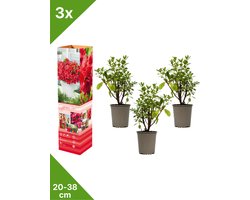 GARDENZO - 3x Azalea japonica (Japanse Azalea) - Rood - in P9 pot