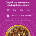 Grijze kat met gele ogen kijkt naar een kom met kattenbrokken. Tabel toont dagelijkse voedingshoeveelheden voor 3, 4 en 5 kg katten.
