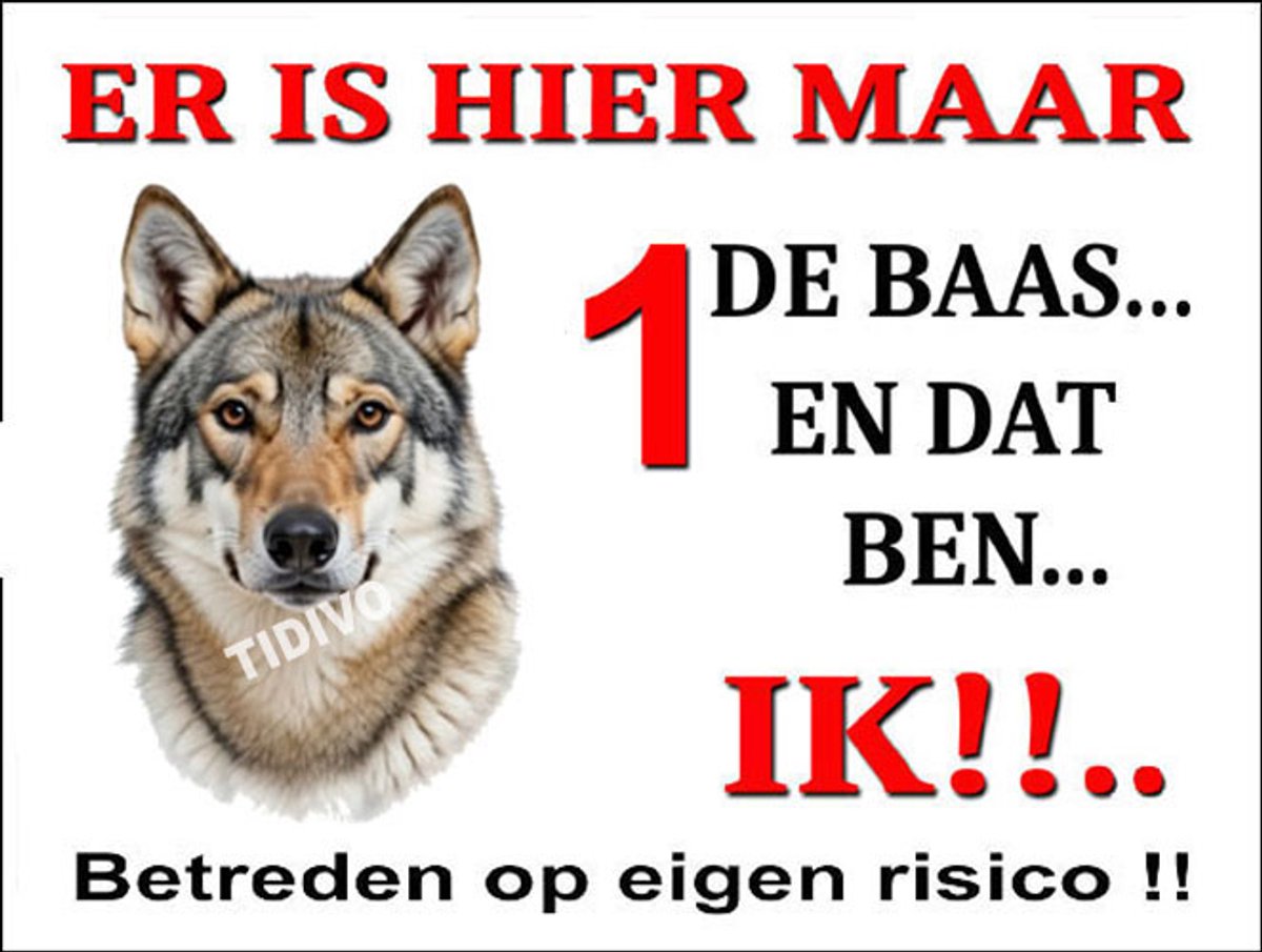 Saarlooswolfhond 26