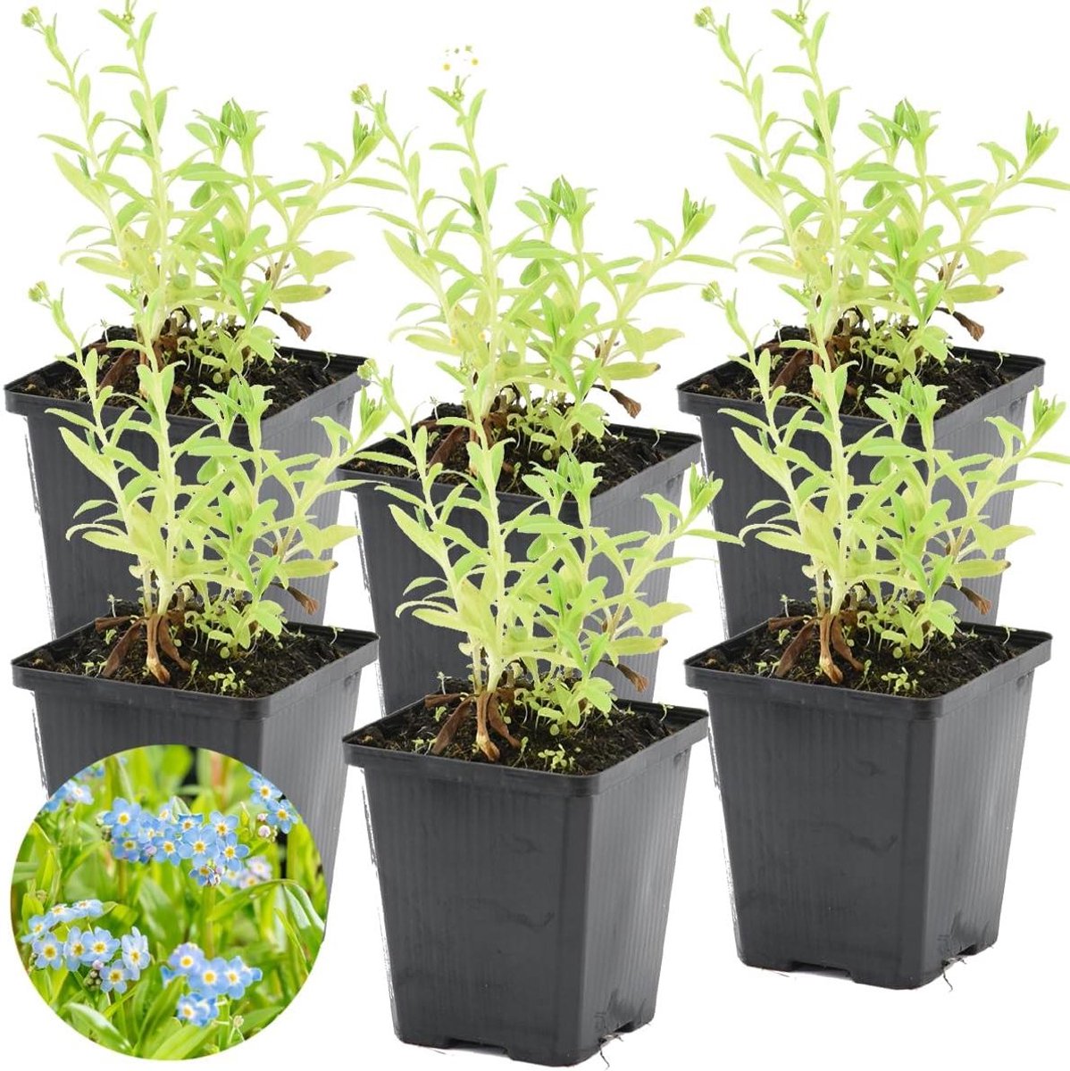Myosotis Palustris - Moerasschermbloem Vergeet Mij Nietje - Vijver Kleuren - Winterhard - 6 stuks ⌀9cm - Blauw Paars