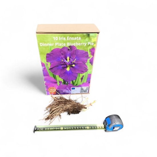Iris Ensata ‘Dinner Plate Blueberry Pie’ – Wortelstokken / Bloembollen 10 stuks – Grote Wortelstokken = Grote Planten – Paarse Japanse Iris