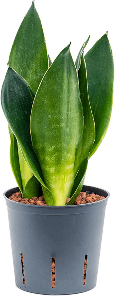 JUNAVERA Sansevieria Dark Diamond | In 9 cm pot