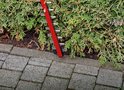 Einhell heggenschaar met rode behuizing en zilveren messen die in een groene coniferenhaag snijdt.