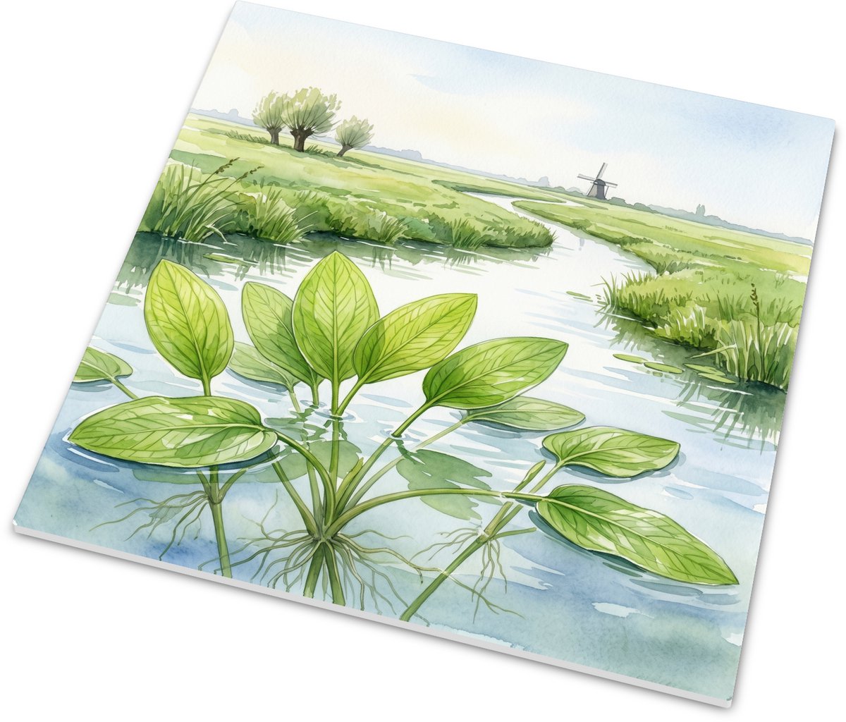 Glanzend tegeltje met vlottend fonteinkruid - Aquarel van waterplanten in een poldersloot