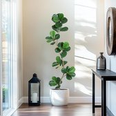 Ficus artificiel de 180 cm avec pot de culture noir - plante artificielle avec tronc en bois naturel - Ficus artificiel en forme de S pour la décoration du salon, du bureau, de la maison
