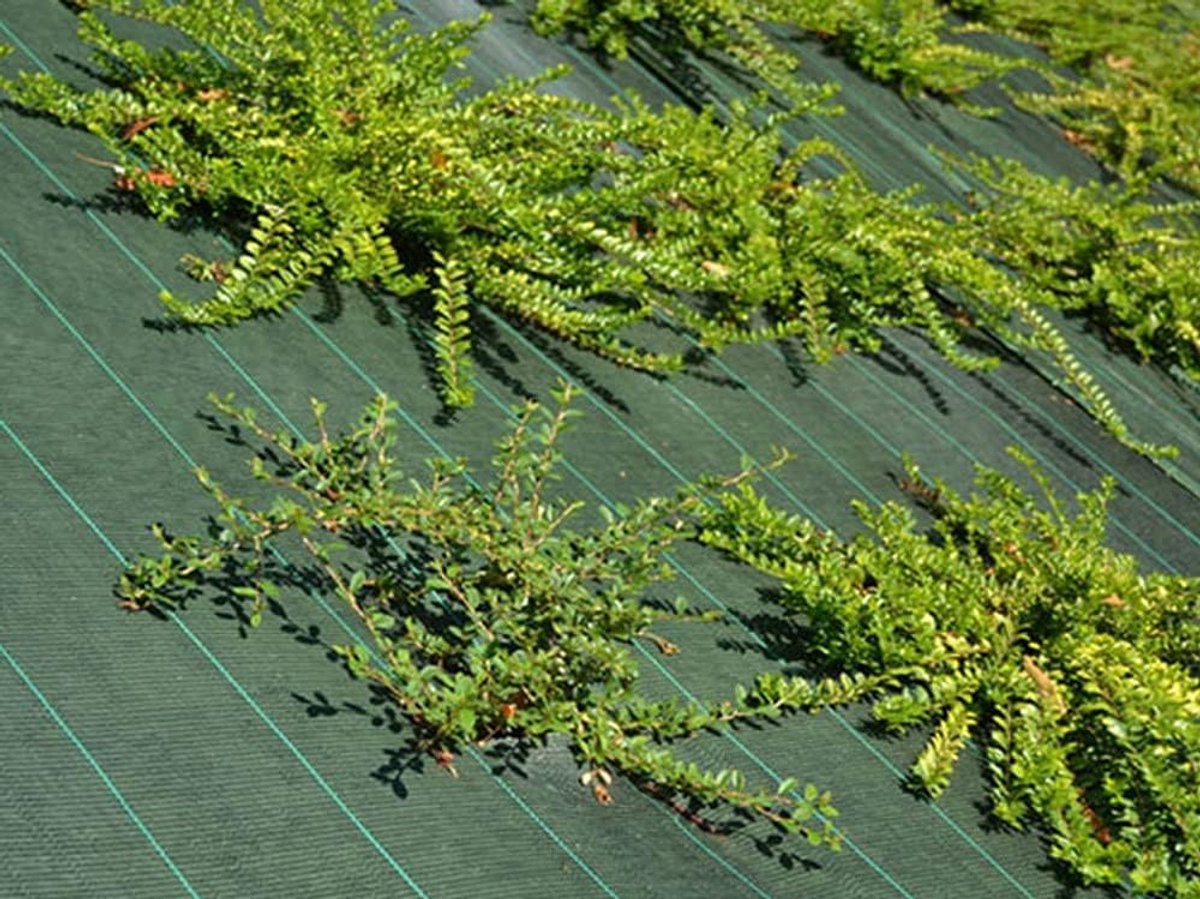 Gronddoek - Werdeldoek Bodemdoek - Onkruid Vrij Houden - Voorkomt Onkruidgroei - 2.10 x 10m - Groen
