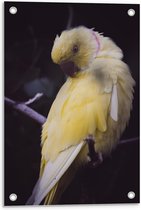 Tuinposter – Gele Papegaai - 40x60cm Foto op Tuinposter  (wanddecoratie voor buiten en binnen)