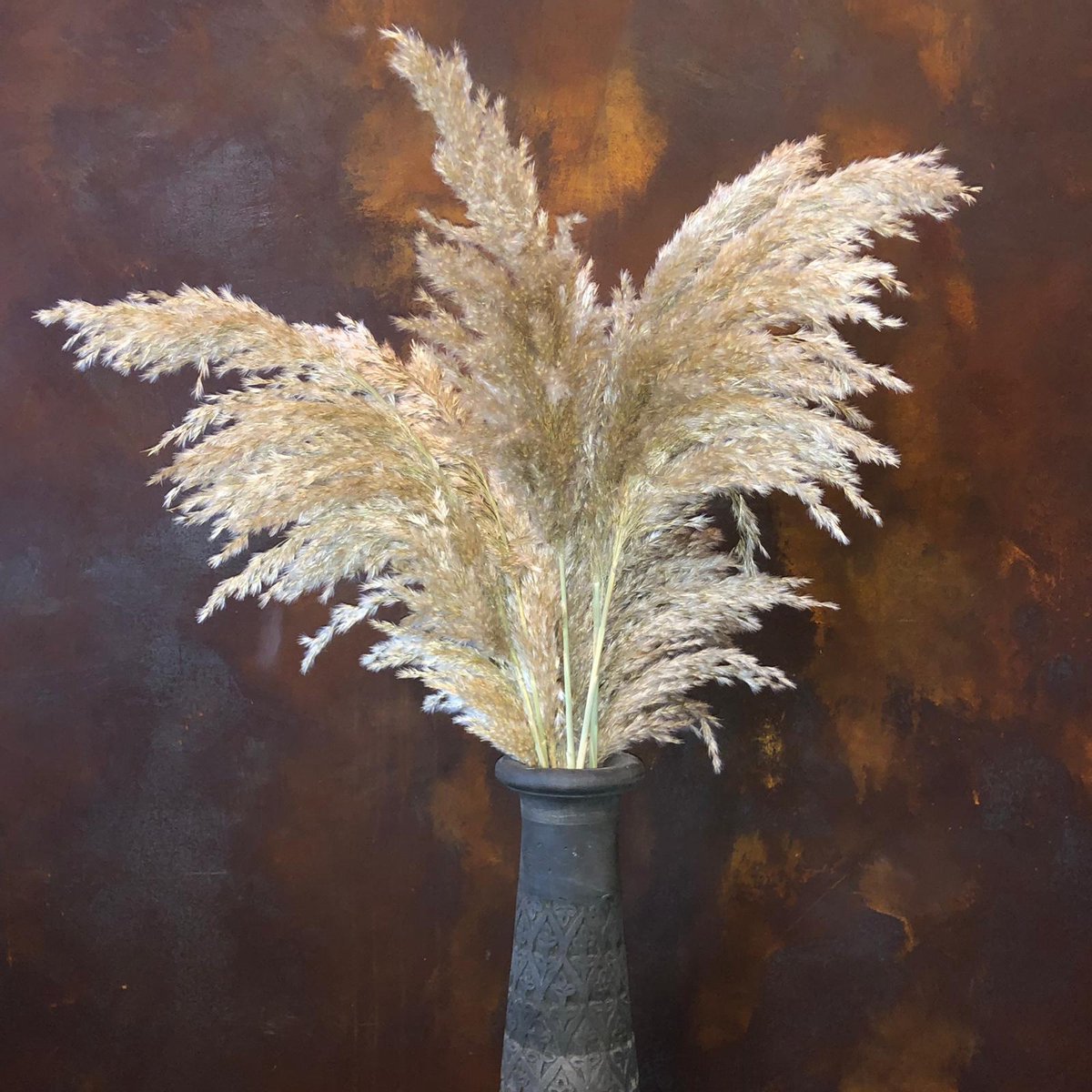 Rietpluimen | Pampas pluimen | Pampas gras | 10 stuks | 75 cm | BloomitUp