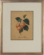 Authentic Models - Handgeschilderde Botanische Tekening - abrikoos - ingelijst - 28 x 22.5cm