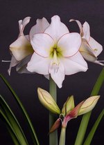 Amaryllis 'Picotee' | Hippeastrum per 4 stuks - Bloembol in kwekerspot ⌀12 cm - ↕30 cm
