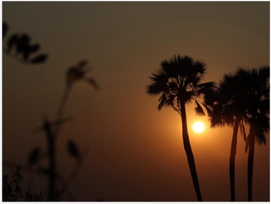 Poster - Palmbomen met de Zon op de Achtergrond - Foto op Posterpapier