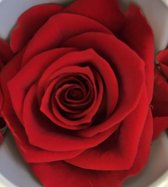 Geprepareerde roos rood per 3 verpakt