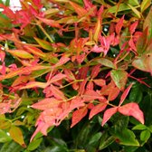 12 x Nandina domestica Gulfstream - Hemelse Bamboein C3 pot met hoogte 20-40cm