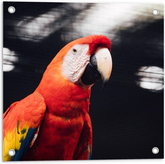 Tuinposter – Roodkleurige Papegaaienkop - 50x50cm Foto op Tuinposter  (wanddecoratie voor buiten en binnen)