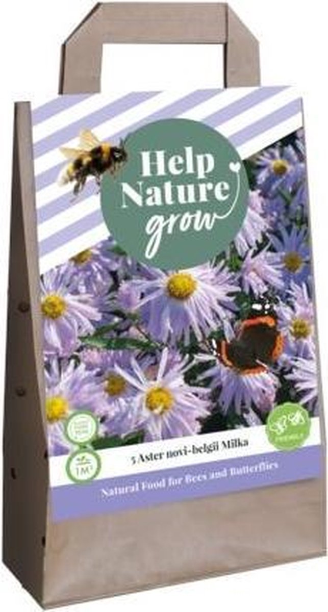 1 Tas 5 Aster Novi Belgii Milka - Help Nature Grow