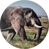 Muurbord "Olifant" 30cm ook als set "Big 5" te verkrijgen