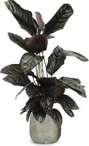 We Love Plants - Calathea Ornata + Pot Inge - 70 cm hoog - Luchtzuiverende plant