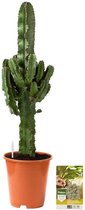 Pokon Powerplanten Euphorbia 70 cm ↕ - Kamerplanten - Planten voor Binnen - Cowboy Cactus - met Plantenvoeding / Vochtmeter