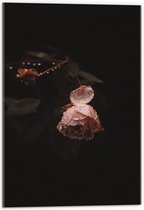 Acrylglas - Natgeregende Roze Roos - 40x60cm Foto op Acrylglas (Wanddecoratie op Acrylglas)