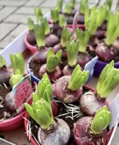 Hyacinten - mix van kleuren - voorjaarsbollen - 1 volle tray à 6 kwekerspotten (Ø16cm) - prachtig in bloei binnen 2 à 3 weken