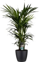 Hellogreen Kamerplant - Kentia Palm - 120 cm - Elho Brussels zwart