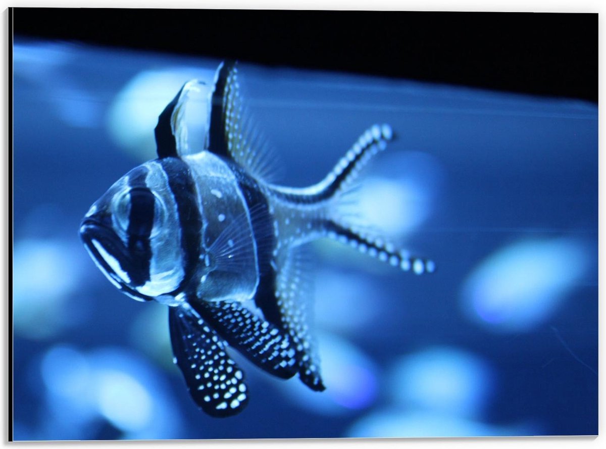 Dibond - Blauwe Vis in het Aquarium - 40x30cm Foto op Aluminium (Wanddecoratie van metaal)