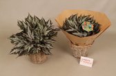 Groene plant - Blad Begonia - Sumatra green - ⌀17 cm - Hoogte ↕30cm - Inclusief siermand - Vers uit eigen kwekerij!