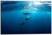 Dibond - Dolfijnen in de Blauwe Zee - 60x40cm Foto op Aluminium (Wanddecoratie van metaal)