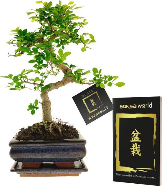 Bonsaiworld Bonsai Boompje S vormig - 8 jaar oud - Hoogte 25-30 cm+ Bonsai Boekje