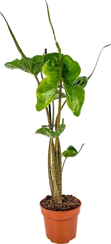 Olifantsoor | Alocasia 'Stingray' per stuk - Kamerplant in kwekers pot ⌀12 cm - ↕40 cm