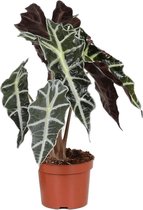 Plantenwinkel Alocasia Polly S Kamerplant