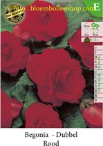 10 knollen DUBBELE BEGONIAS ROOD