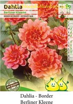 3 knollen BORDER DAHLIA DEC.BERLINER KLEENE