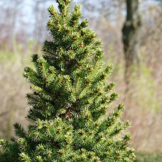 WAYS Kerstbomen Echte Kleine Kerstboom Picea Circa 75 Centimeter
