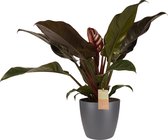 Kamerplant van Botanicly – Philodendron Imperial Red incl. sierpot antraciet als set – Hoogte: 50 cm