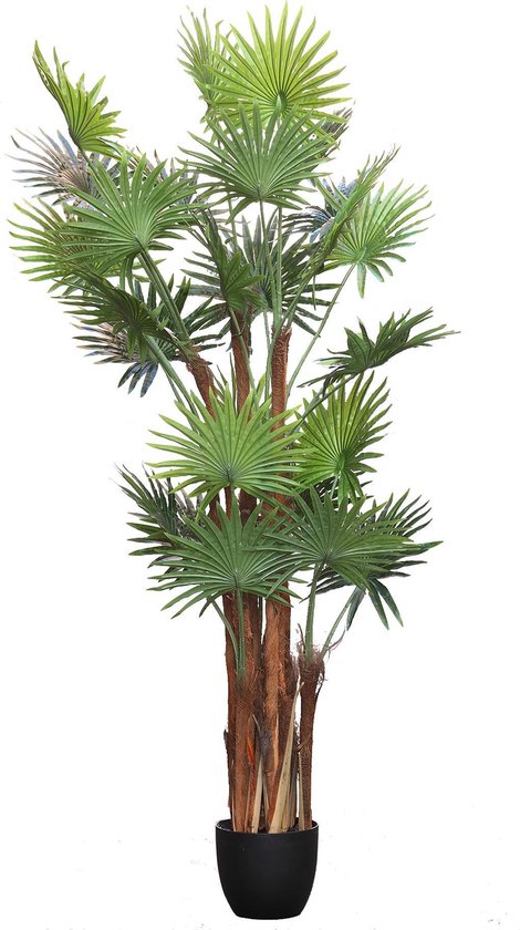 PTMD Tree chinese groene palmboom zwarte plastic pot