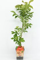 Fruitplant -  Juglans Regia (Walnoot) - hoogte 90 / 100 cm