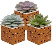 Vetplanten mix - 3 succulenten in oranje pot - weinig verzorging nodig