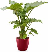 Alocasia Portadora in Zelfwatergevende Classico