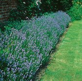 12x Lavandula angustifolia 'Munstead' - Lavendel in p9 (0,5 liter) pot