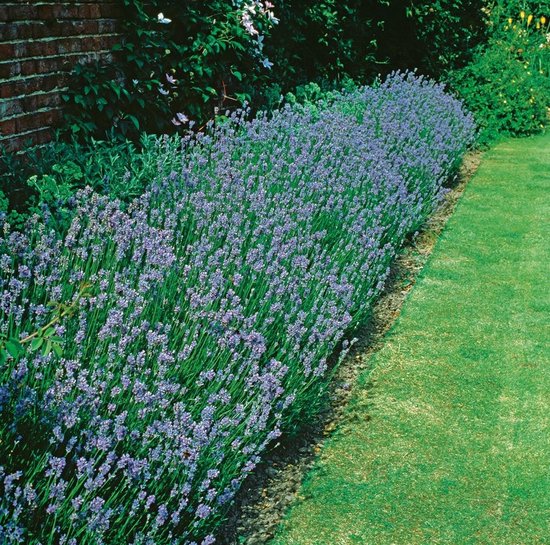 12x Lavandula Munstead Lavendel planten kopen