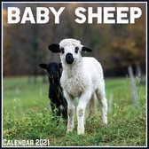 Baby Sheep Calendar 2021