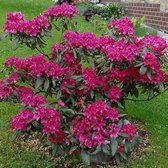 Rhododendron Nova Zembla Totaalhoogte 60-80 cm