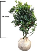 30 x Hulst Alaska maat 60-80 cm (Ilex aquifolium 'Alaska')