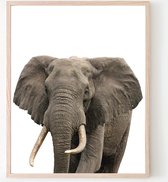 Poster Jungle / Safari Olifant - 50x40cm - Baby / Kinderkamer - Dieren Poster - Muurdecoratie